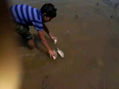 হাওরে ভাসছে মরা মাছ, বাড়ছে কৃষকের হাহাকার