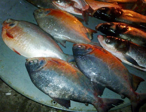 রুপচাদার নামে বিক্রি হচ্ছে ক্ষতিকর পিরানহা!