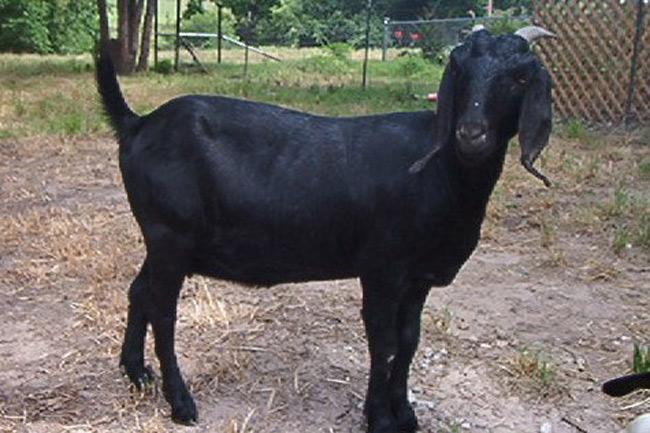 অর্ধলক্ষাধিক টাকা চিবিয়ে খেল ছাগল