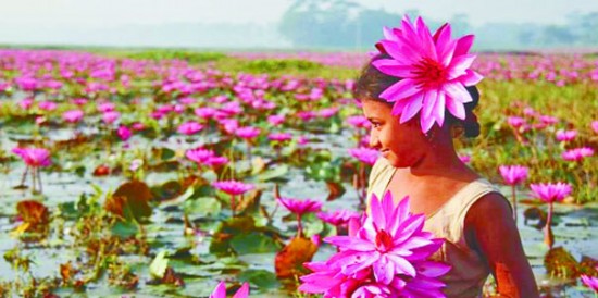 শাপলার রাজ্য সাতলা