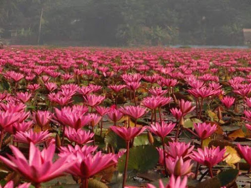 শাপলার রাজ্য সাতলা