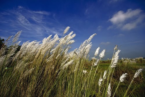 শরতে দোল খায় কাশফুল