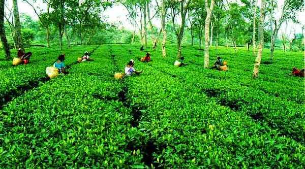 ঘুরে আসুন পঞ্চগড়ের সমতল চা বাগানে