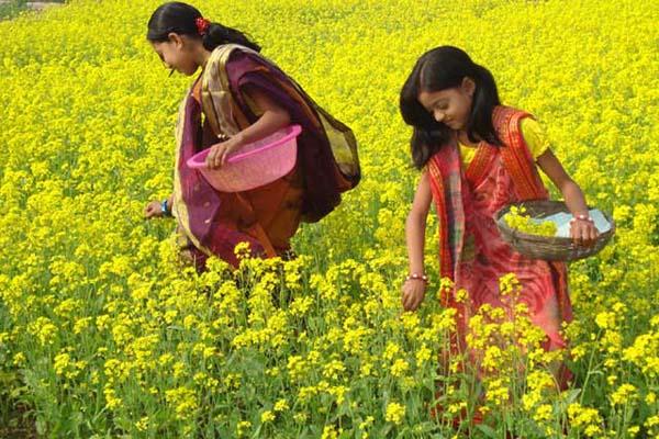 দিগন্ত জুড়া হলুদ শরিষা ফুলের বাগান দেখে আসি