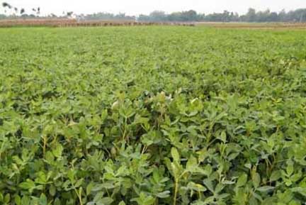 চীনা বাদামের ভাল ফলন ও দামে কৃষকের মুখে হাসি