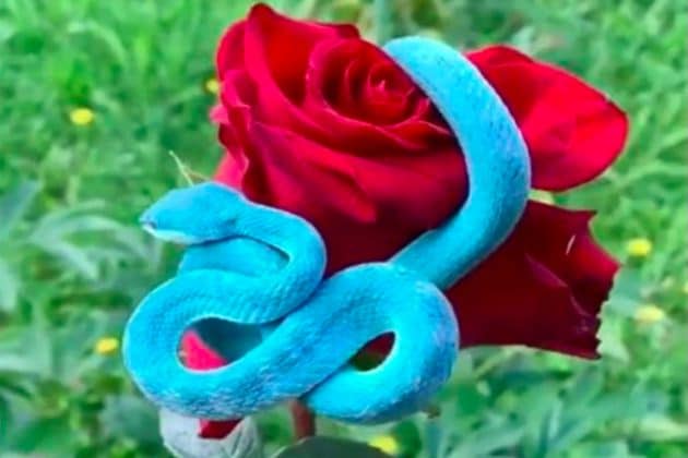 গোলাপ ফুলে ভয়ঙ্কর নীল সাপ!