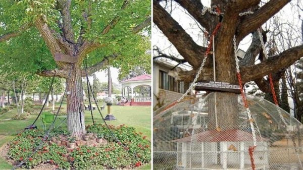 ১২২ বছরেও মুক্তি মেলেনি যাবজ্জীবন পাওয়া সেই গাছটির