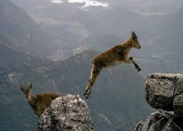 ছাগল খাবারের সন্ধানে ১৩ হাজার ফুট উঁচু পাহাড়ে !