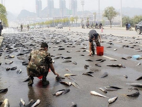 মৎস্য বৃষ্টি, আকাশ থেকে ঝরে মাছ!