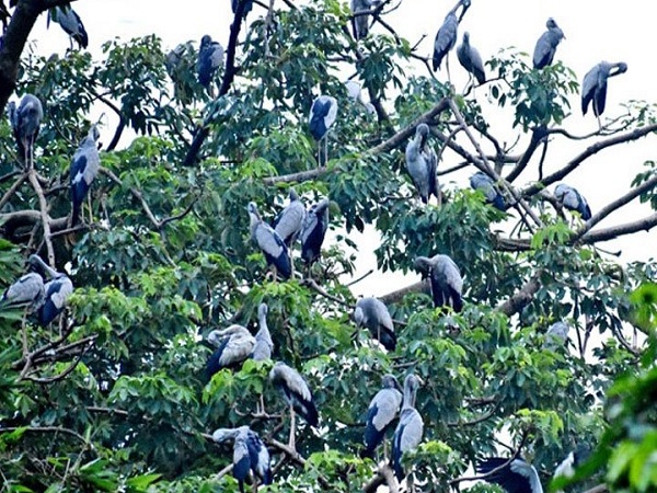 পাখির বাসা ভাড়া বাবদ ৩ লাখ টাকা দিচ্ছে সরকার