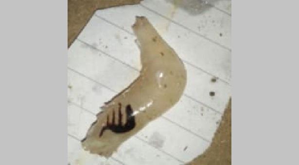 পাবনায় চিংড়ি মাছের শরীরে আল্লাহর নাম!