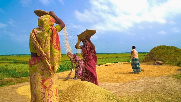 এই নবান্নে..