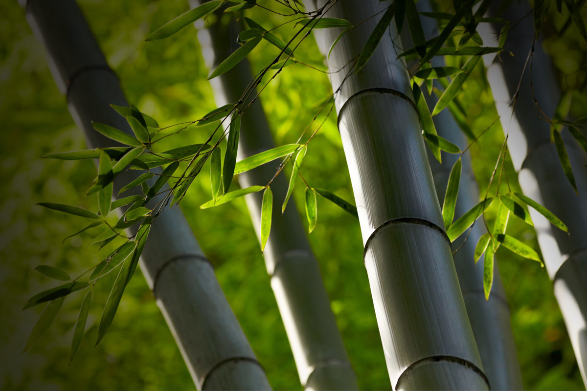 বাঁশ থেরাপি !