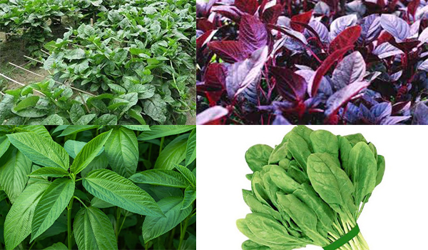 দেশি শাকের যত অবাক করা পুষ্টিগুণ