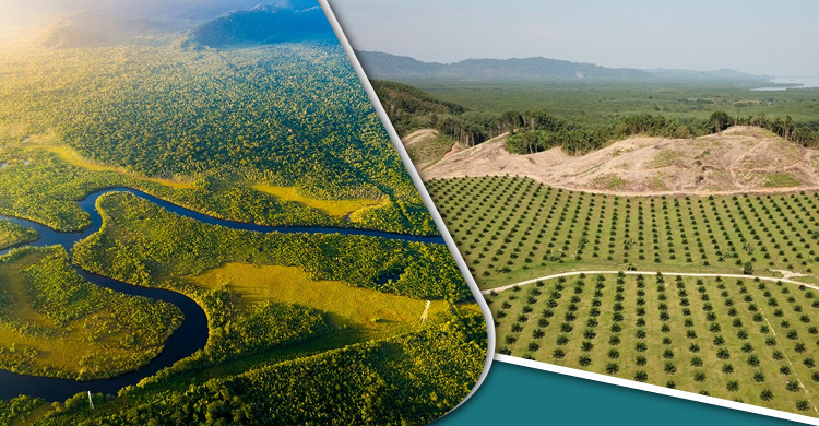 বিশ্বের শীর্ষ ১০টি বড় চিরহরিৎ বন