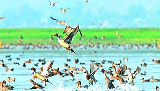 পাখির কলকাকলিতে মুখরিত চলনবিল