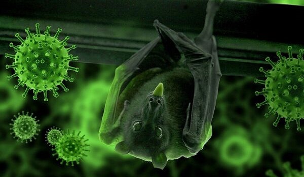 বাদুড়ের দেহে নতুন ভাইরাসের সন্ধান, মানবদেহেও ছড়ানোর শঙ্কা