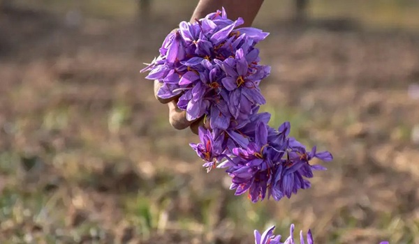 যেভাবে ঘরেই চাষ হচ্ছে জাফরান