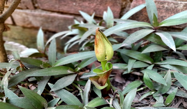 নতুন স্বপ্ন নিয়ে মাটি ভেদ করেছে 'মে বল'