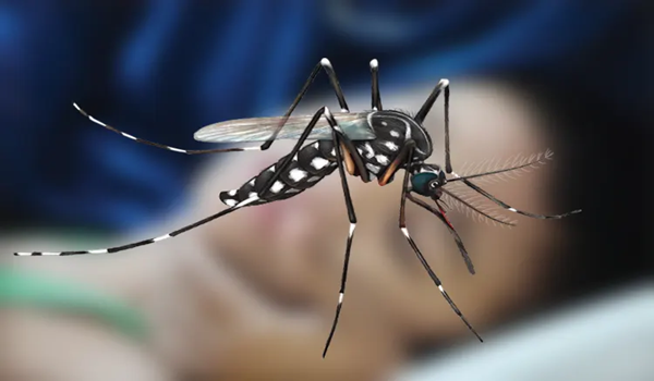 ২৪ ঘণ্টায় ডেঙ্গু আক্রান্ত হয়ে হাসপাতালে ২৪৪