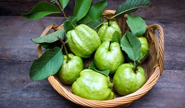 পেয়ারার পুষ্টিগুণ ও উপকারিতা