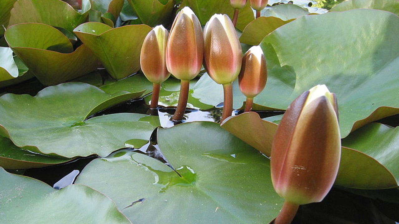 ইসির প্রতীক তালিকায় যুক্ত হলো শাপলা কলি