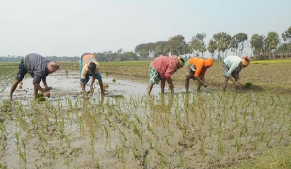 সিলেট জুড়ে কৃষকরা ব্যস্ত সময় কাটাচ্ছেন বোরো ধান চাষে