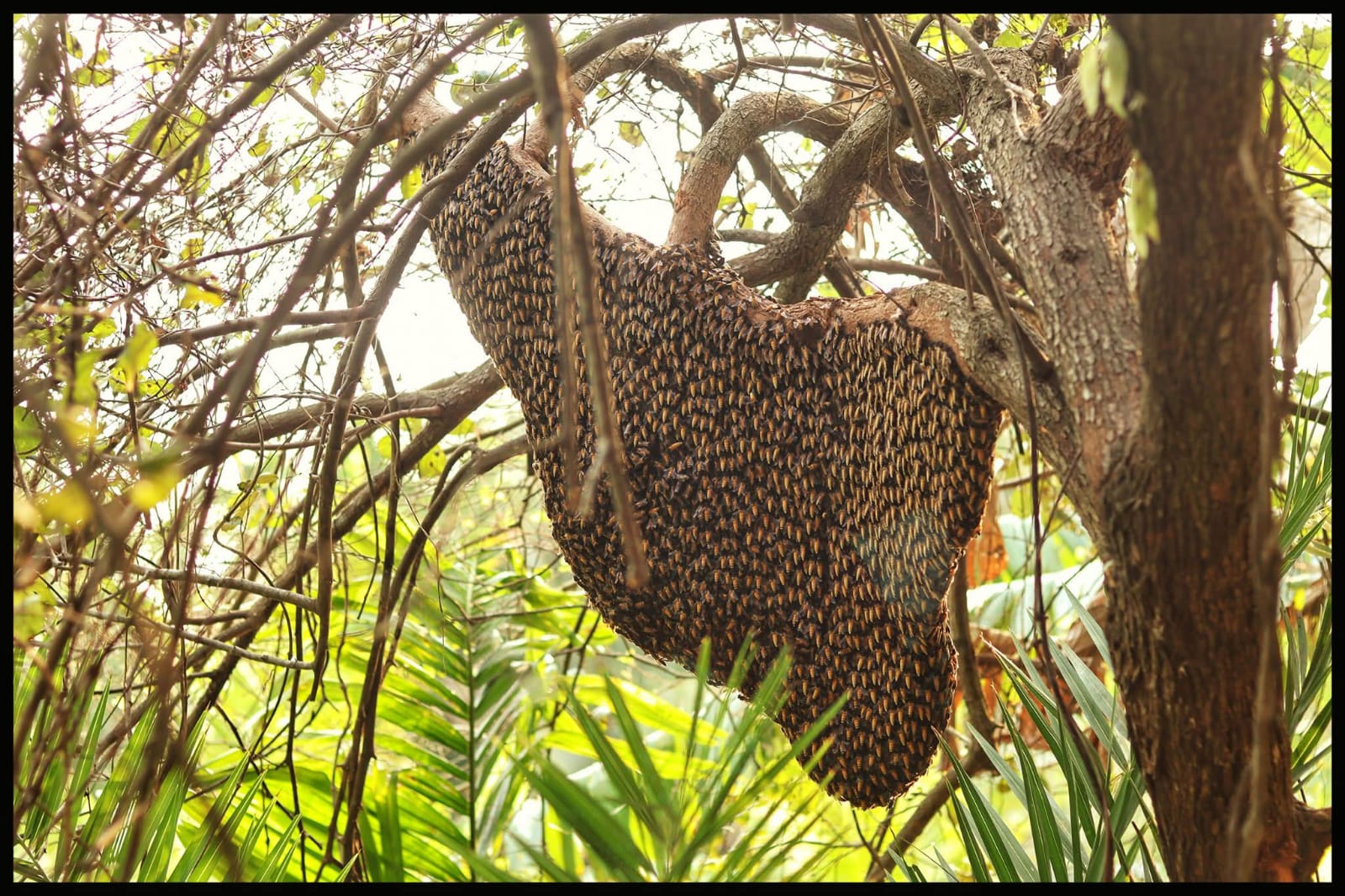 সুন্দরবনে মধু আহরণ শুরু: মৌয়ালদের ভয় বাঘে নয়, দস্যুতে