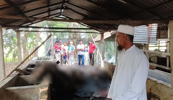 কালীগঞ্জে গরুর খামারে আগুন, পুড়ে ছাই ৫টি গরু