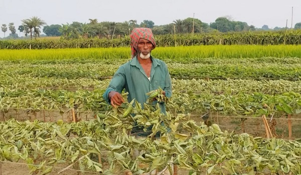 পূর্ব শত্রুতার জেরে বর্গাচাষীর সমস্ত পটল গাছ কেটে দেওয়ার অভিযোগ