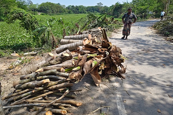 কোটালীপাড়ায় সাবেক ইউপি চেয়ারম্যানের বিরুদ্ধে সরকারি গাছ বিক্রির অভিযোগ