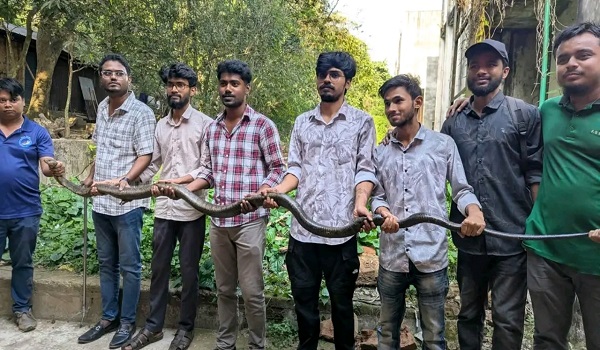 চবিতে ১২ ফুট দৈর্ঘ্যের বিশাল কিং কোবরা উদ্ধার