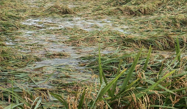 চোখের সামনে তলিয়ে যাচ্ছে কৃষকদের স্বপ্ন